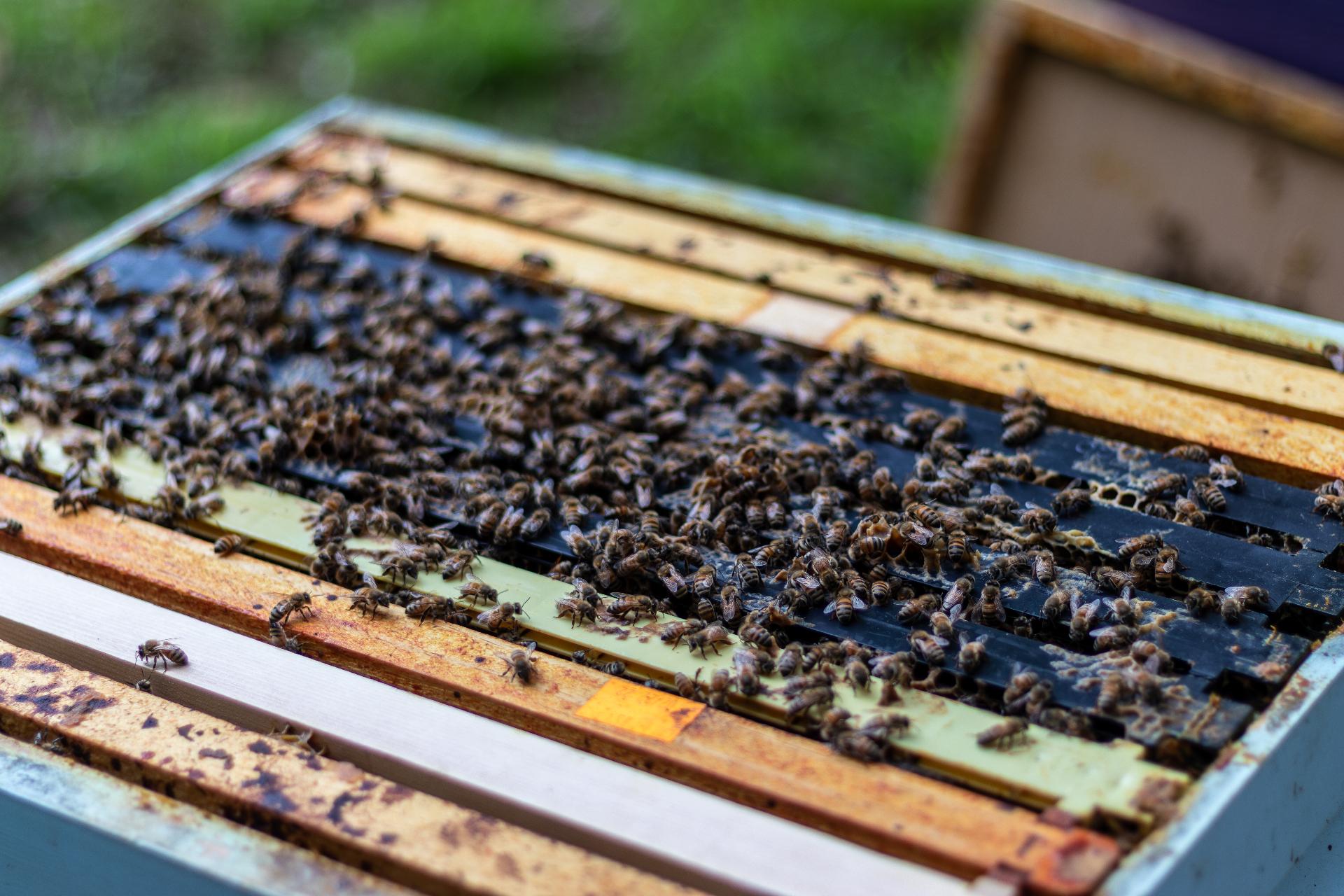 Bees on a golden honeycomb frame